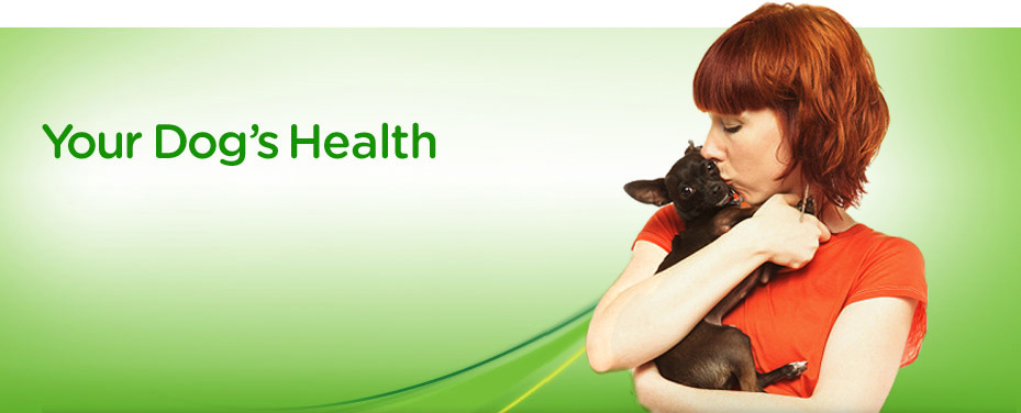 Iams Dog Food. Premium dog food for overall dog health 