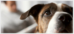 Dog Articles