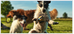 Guide to Dog Breeds